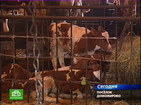 Ленобласть делает ставку на семейные фермы