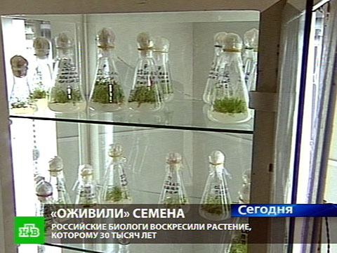 Российские ученые оживили 30-тысячелетние семена