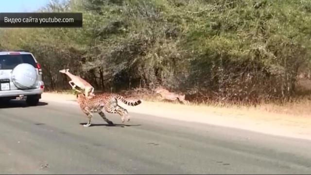 Антилопа уехала от кровожадных гепардов на джипе: видео