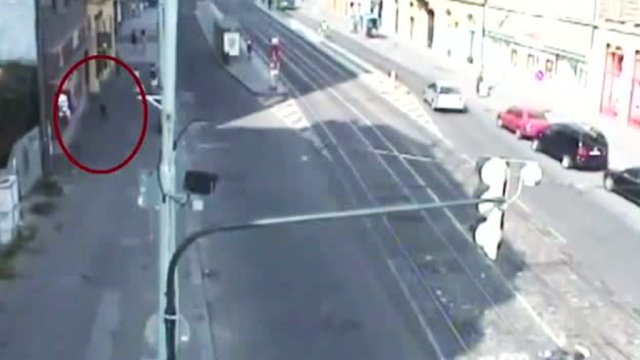 Дикий кабан разбил витрину отеля и устроил гонки с полицейскими: видео 