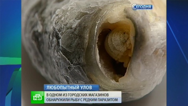 Неожиданный улов: паразит из южных морей испортил аппетит петербуржцам