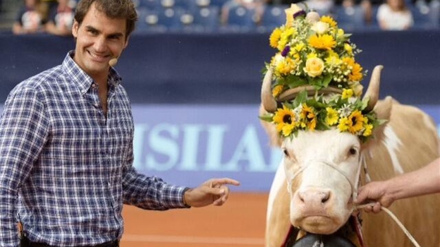 Роджеру Федереру подарили новую корову взамен умершей