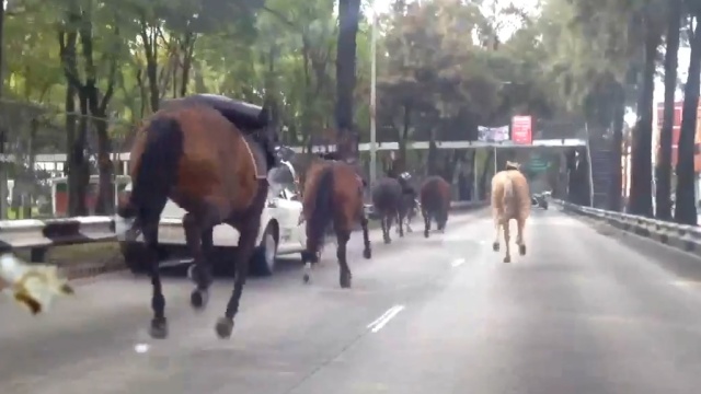Табун сбежавших лошадей устроил бешеные скачки в центре Мехико