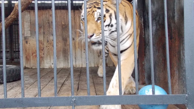 В томском зоопарке тигр, леопард, пантера и пума играют в боулинг