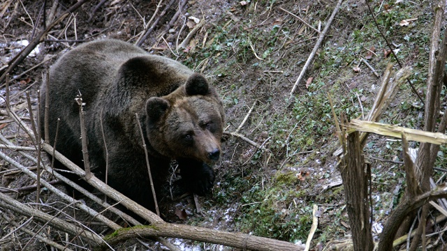 Голодная медведица расправилась с грибниками и атаковала полицейских