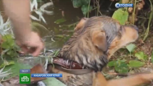 В Комсомольске-на-Амуре спасатели достают собак из затопленных будок