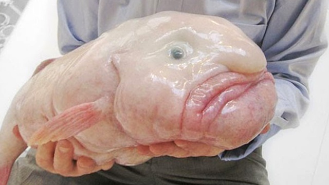 Рыба-капля признана самым уродливым животным на Земле