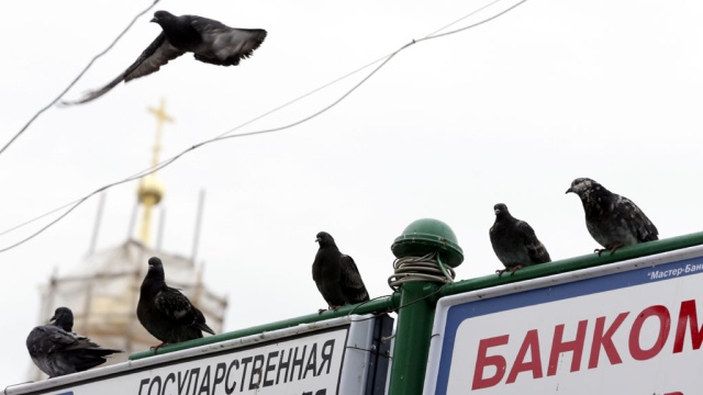 У московских голубей нашли псевдочуму и 