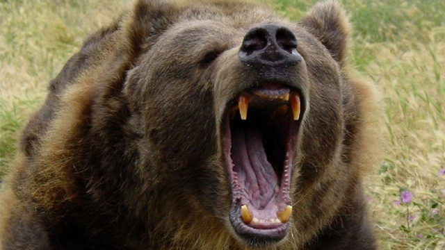 Житель Якутии ножом убил напавшего медведя