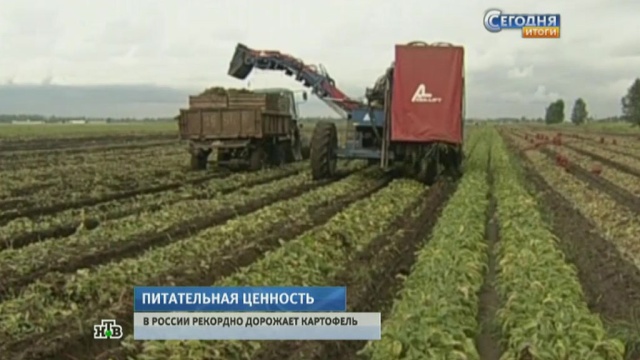Дожди убили урожай: в России рекордно подорожала картошка