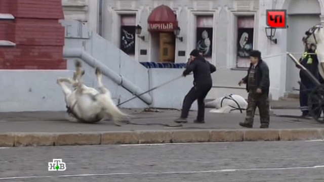 Обезумевшие лошади устроили переполох на Красной площади: видео