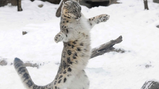 В Бельгии застрелили сбежавшего из зоопарка снежного барса