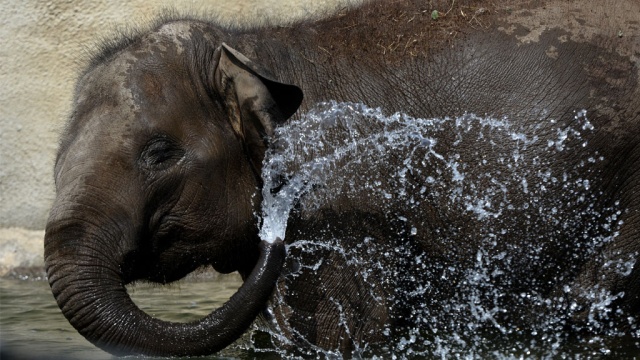В Московском зоопарке умерла слониха Прима