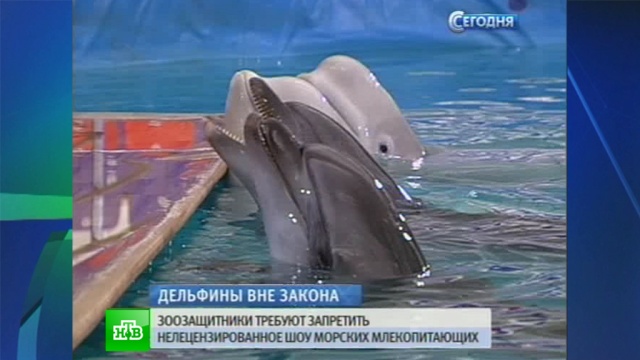 Гастролирующий дельфинарий убедил журналистов, что не мучает животных
