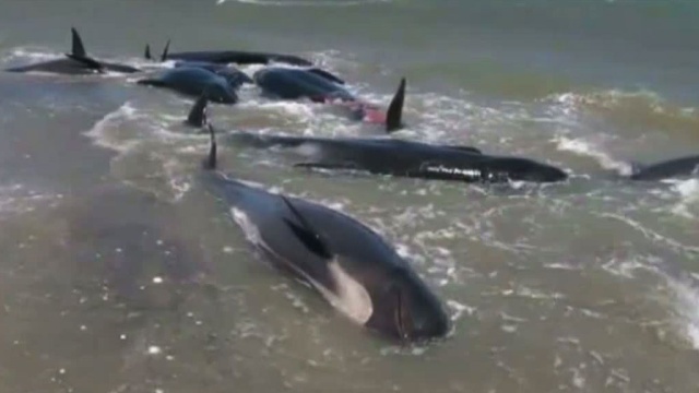 Десятки дельфинов-самоубийц выбросились на берег в Новой Зеландии