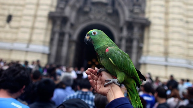 Папа римский благословил попугая, принадлежащего стриптизеру
