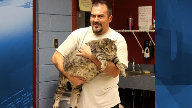 Гигантского кота по кличке Тефтелька сдали в приют из-за его веса