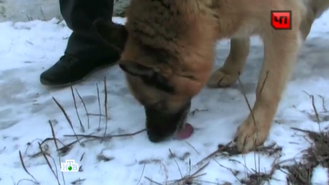 На западе Москвы догхантеры отравили собак