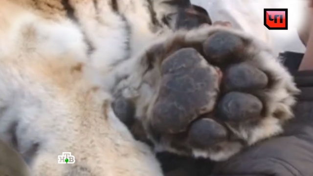 Приморские ветеринары пытаются спасти полупарализованного тигра
