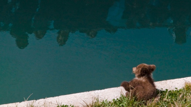 В зоопарке Берна усыпили детеныша пары медведей из России 