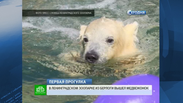 В Ленинградском зоопарке медвежонок впервые выплыл в свет