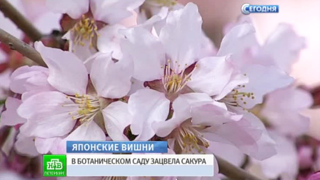 В Петербурге началось цветение сакуры