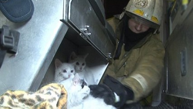 МЧС: при пожаре в Петербурге спасены 13 человек и 4 котика