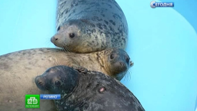 Балтийские тюлени попрощались с санаторием и уехали в заповедник