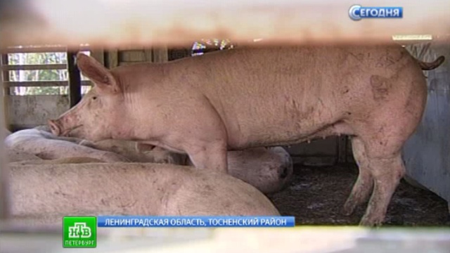 Ленобласть готовится противостоять распространению африканской чумы свиней