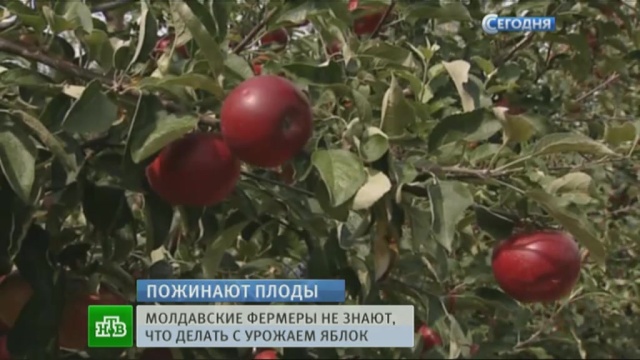 Молдавские фермеры несут колоссальные убытки из-за санкций