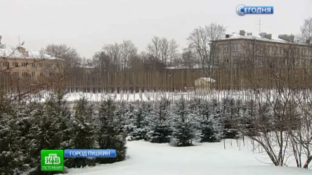 Вавиловский сад в Пушкине законодательно оградили от застройки