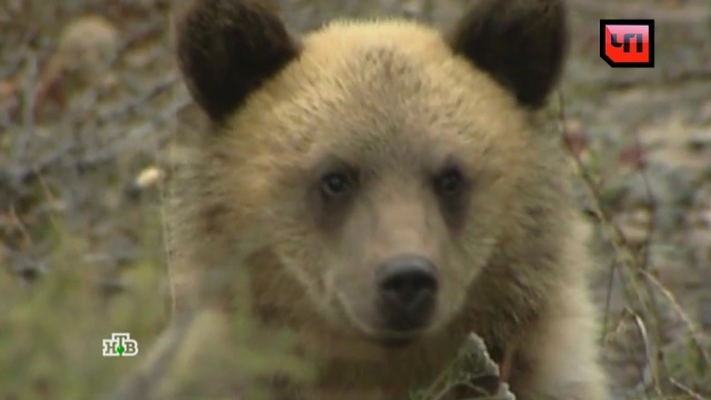 Дикие медведи терроризируют и обирают жителей Магадана