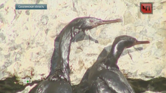  ��������������� ���� �������� ������� 800 ���� ������ �������� 