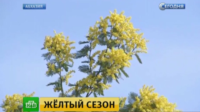 : ntv.ru