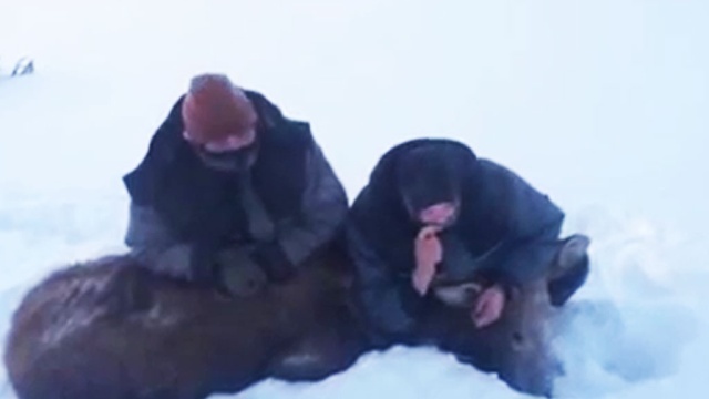 Живодеры переехали лося снегоходом в Магаданской области: видео