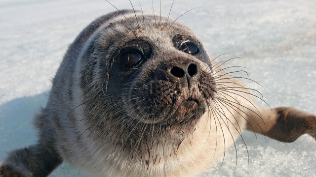  �������� �������� ����� ��������� ������ ������ 