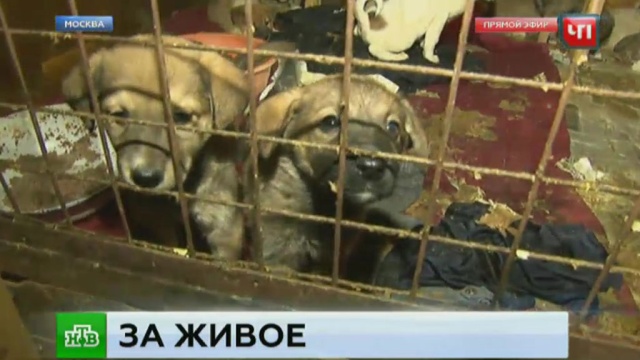 Фото: ntv.ru