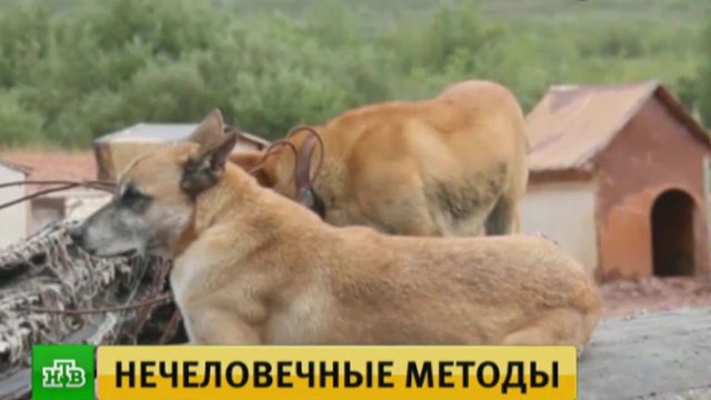 : ntv.ru