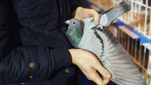  ������� ������� ������-�������� ��������� �������� 