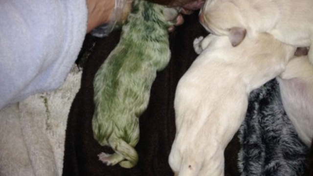  �������������� ������� ������� ����� 