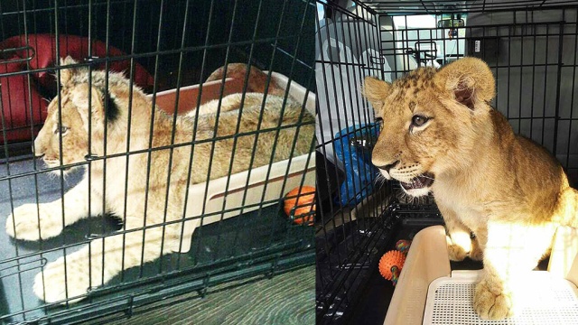  ��������� ������ ������ ����� ���� ���� 