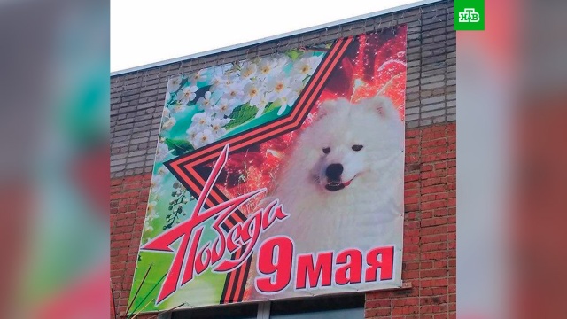 В Кузбассе разразился скандал из-за баннеров к 9 Мая с фотографией собаки