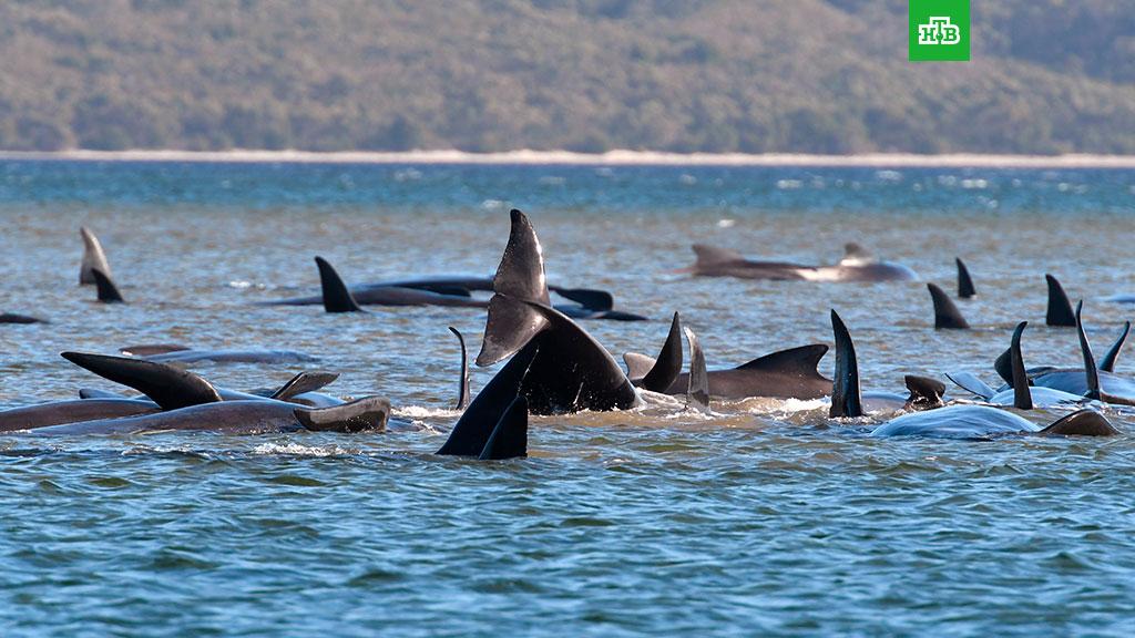 Российский Еврей: неожиданно погибли практически 100 китов в Австралии