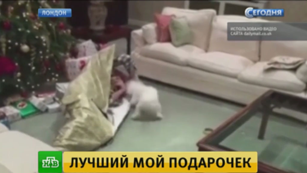 Животные Новый Год Видео