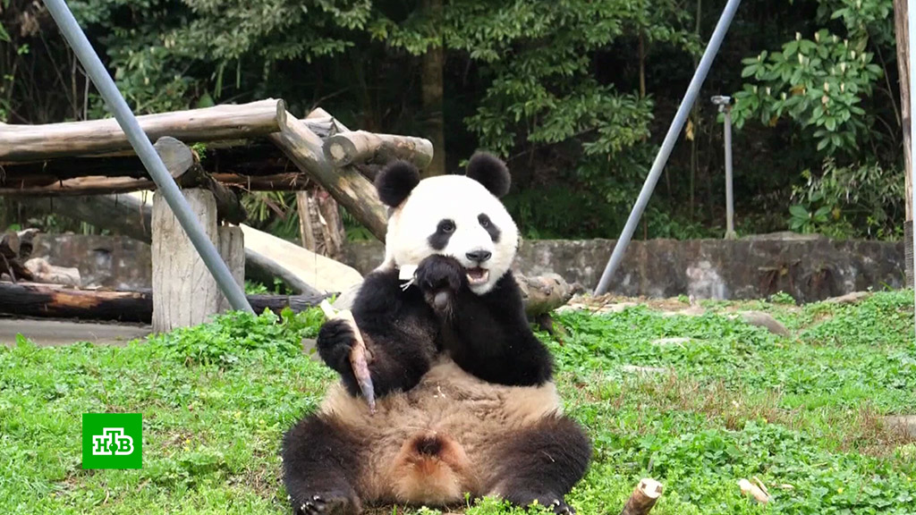 Панда живет в зоопарке. Китайские панды в Московском зоопарке. Большой Московский зоопарк Панда. Панда в Московском зоопарке. Павильон панд в Московском зоопарке.