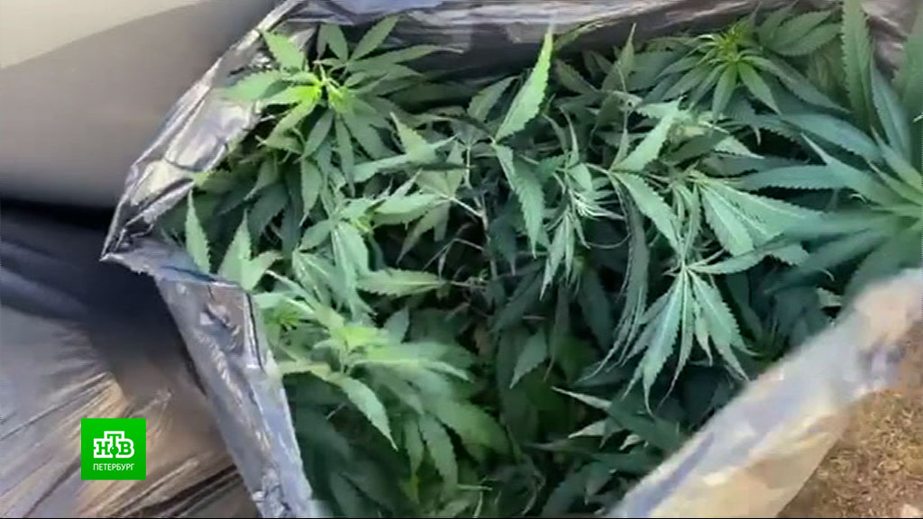 Как выращивать коноплю в помещении как купить хорошую марихуану