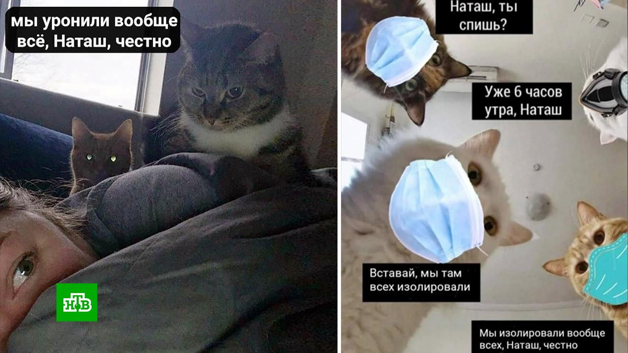 Наташа Мы Все Уронили Коты Фото