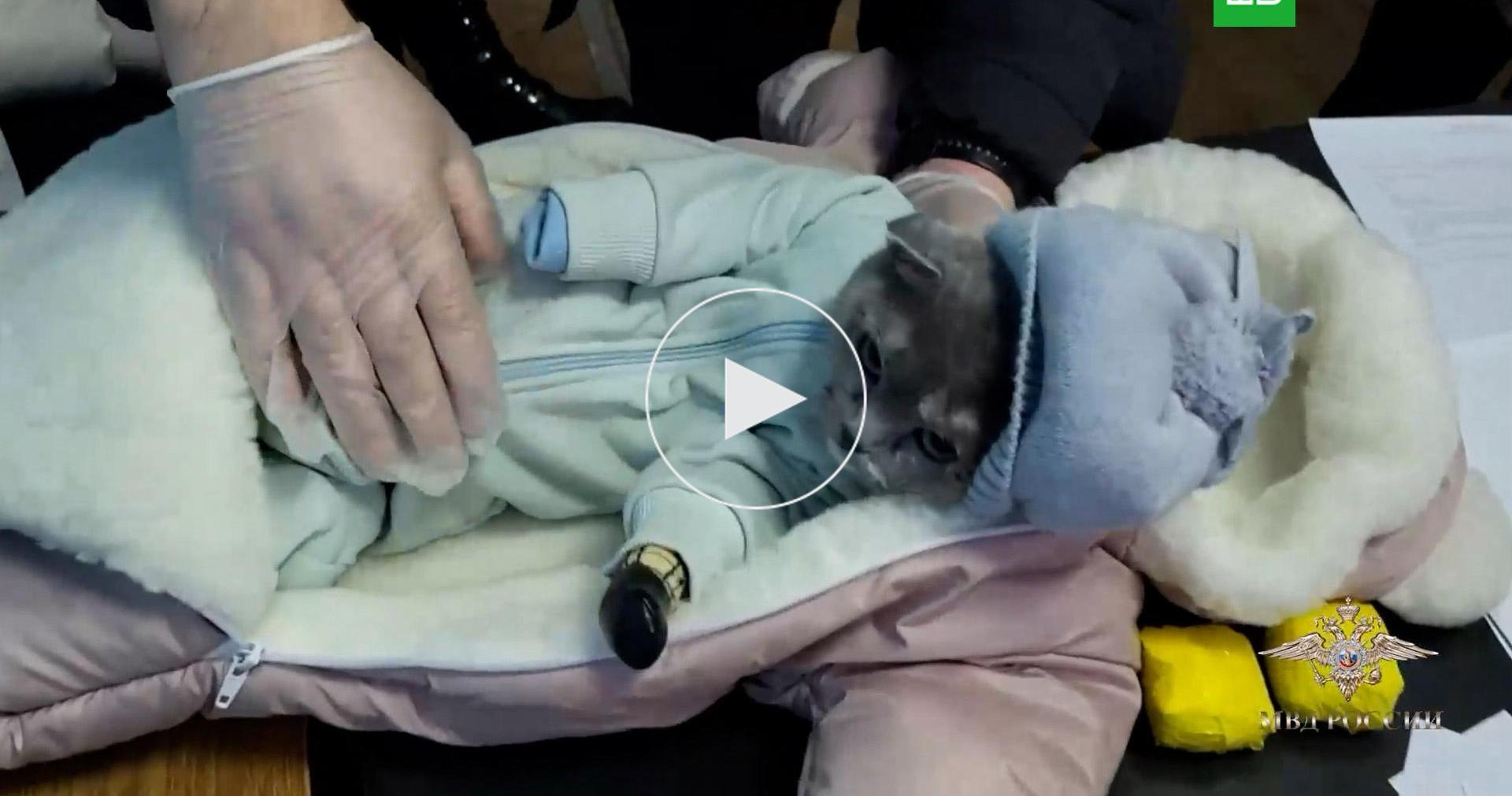 В Нижнем Тагиле задержали закладчицу с замаскированной под ребенка кошкой // Видео НТВ