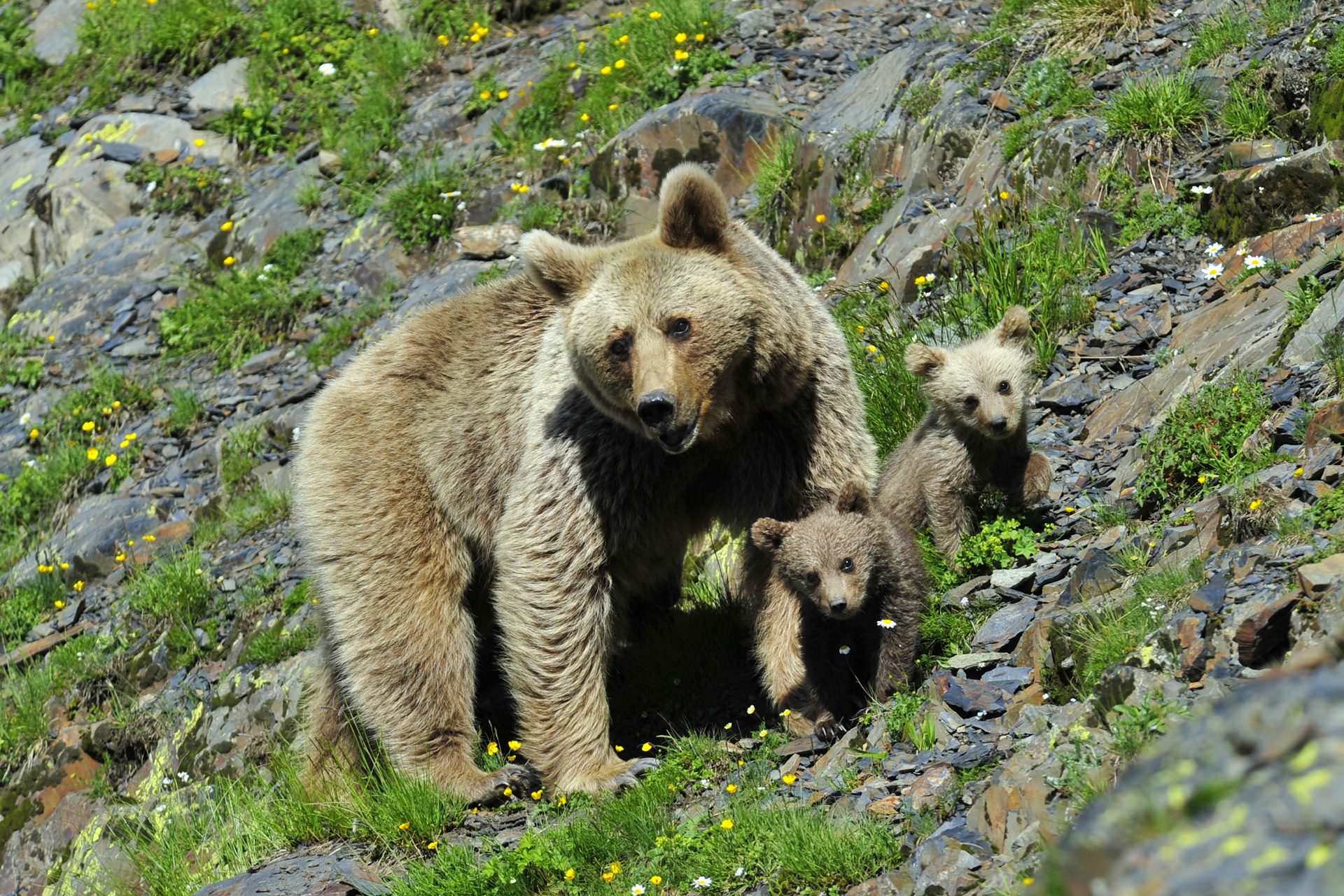Что можно увидеть в заповеднике. Гобийский бурый медведь. Сочинский национальный парк бурый медведь. Бурый медведь кавказский заповедник. Сайлюгемский бурый медведь.